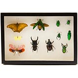 8 x 12 insect exhibit case