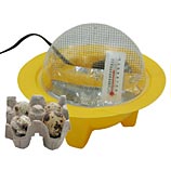quail eggs with incubator