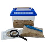 beetle life cycle kit