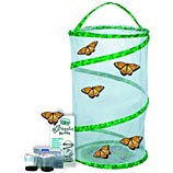 watch butterfly metamorphosis