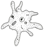 an amoeba