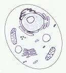 animal cell