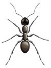 Ant Diagram