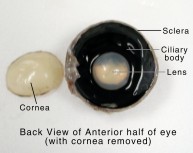 examination of cow's eye