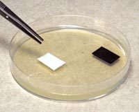 Placing sensitivity squares in a petri dish