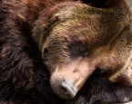 Bears and other animals go into a deep sleep for most of the winter.