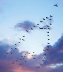 flocks of birds fly south in the shape of the letter 