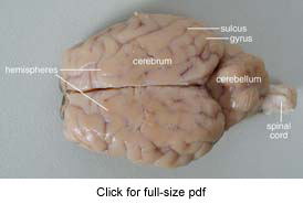 Sheep Brain Dissection Project Guide | HST Learning Center