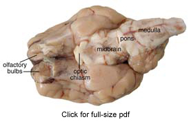 Sheep Brain Dissection Project Guide Hst Learning Center