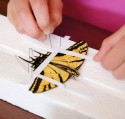 Use paper strips to hold down butterfly wings on a spreading board