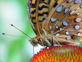 a butterfly drinking nectar