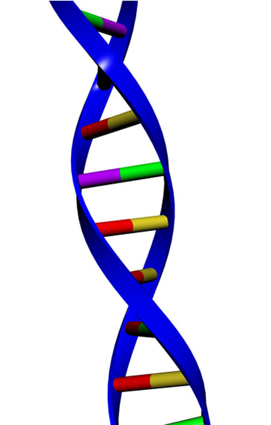 Deoxyribonucleic acid up close