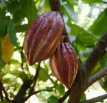 The fruit of the cacao tree contains cocoa beans inside