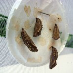 The pupa stage of a butterfly is called a chrysalis