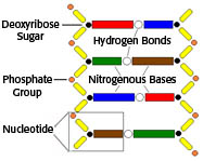 DNA结构和核苷酸