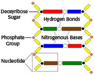 What Makes Up The Backbone Of Dna Science Lesson Project
