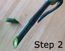 transpiration to dye flowers