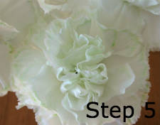 transpiration to dye flowers