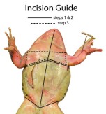 Frog Dissection Guide High School Science Lesson Hst