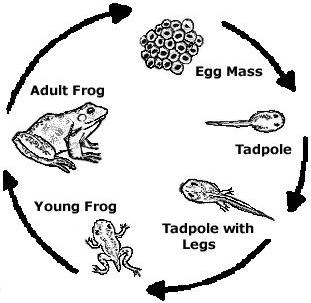 diagram of frog lifecycle