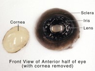 examination of a cow eye