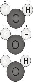 Water molecules line up positive end to negative end