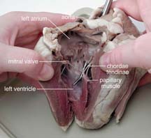 dissection of a sheep's heart