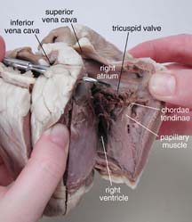 sezione del cuore di pecora