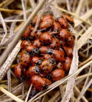 hibernation scientifique de la coccinelle