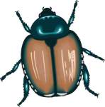 Japanese beetle