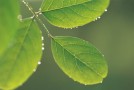leaf closeup
