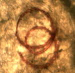 A red thread on a dollar bill viewed through a microscope