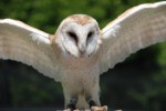 An owl flapping its wings