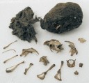 A partially dissected owl pellet