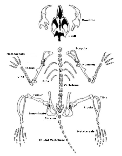Dissecting Owl Pellets Bone Chart