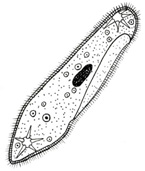 a paramecium moves with cilia