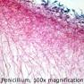penicillium close up