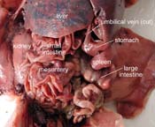 pig dissection organs