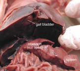 anatomy of a pig dissection