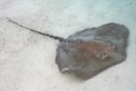 ocean animal sting ray