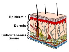 Sense of Touch, Skin Receptors, Skin Sensations, Somatosensory System