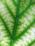 A variegated leaf only performs photosynthesis in the green parts