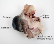 inspection of a cow eye