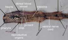 Earthworm Dissection Guide Anatomy