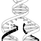 this is what makes up the backbone of dna