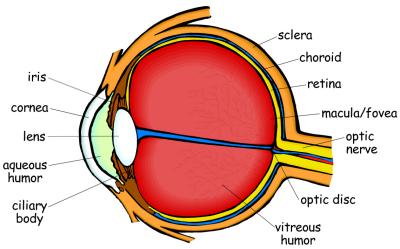 Parts Of The Eye Chart