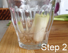green onion roots in water