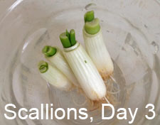 regrowing green onions