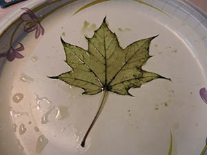 This image has an empty alt attribute; its file name is Brushed_leaf_300.jpg