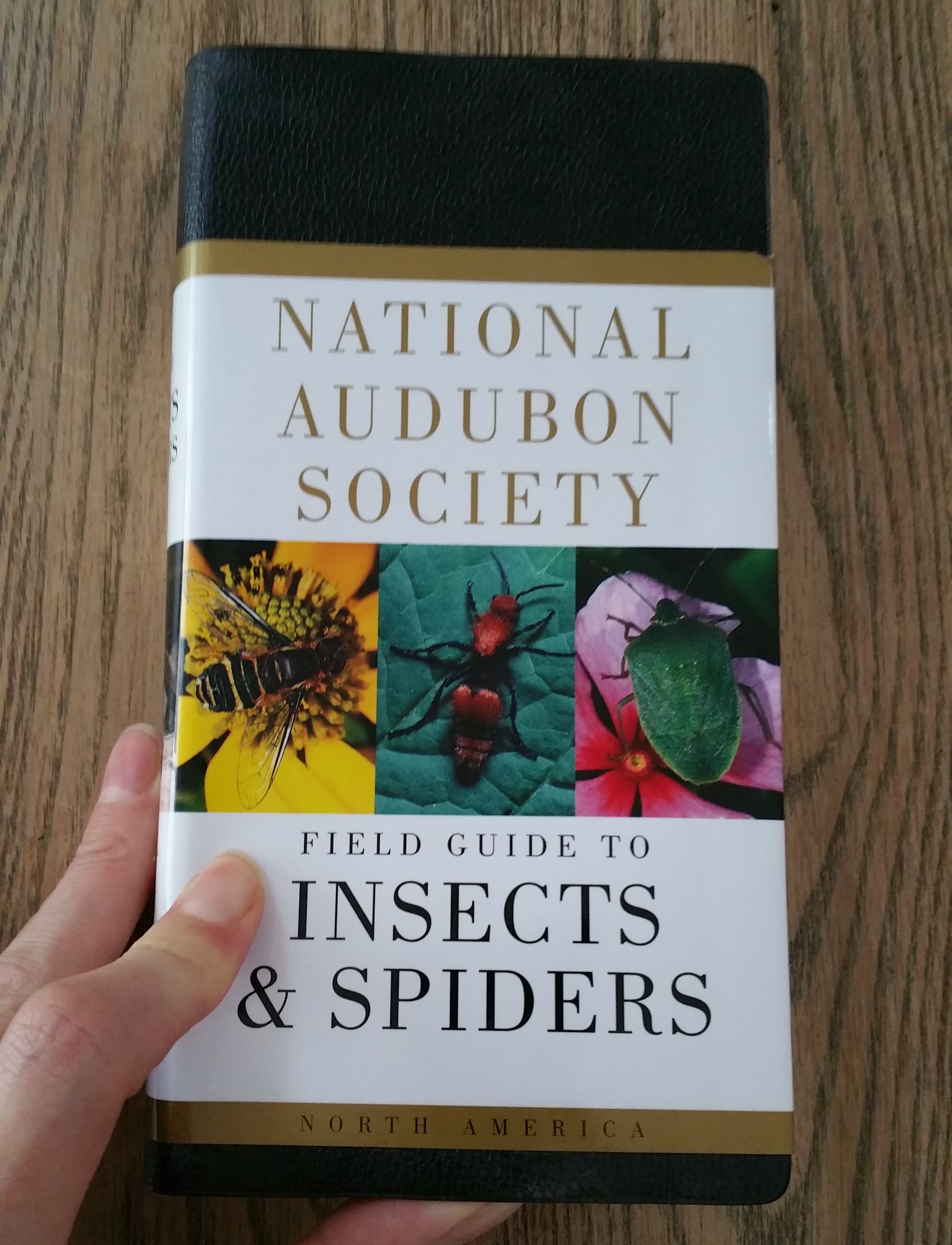 How to Make an Insect Collection (stepbystep photos)